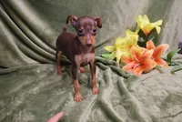 Thor, a male Miniature Pinscher for sale in Harrisonburg, VA – 1 of 8