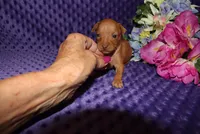 Ella, a female Miniature Pinscher for sale in Harrisonburg, VA – 2 of 8