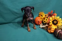 Marty, a male Miniature Pinscher for sale in Harrisonburg, VA – 4 of 7