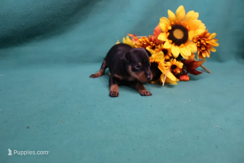 Wennie – Miniature Pinscher puppy for sale in Harrisonburg, VA
