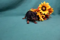 Wennie, a female Miniature Pinscher for sale in Harrisonburg, VA – 1 of 7