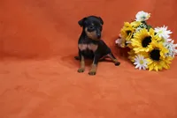 Star, a female Miniature Pinscher for sale in Harrisonburg, VA – 8 of 8