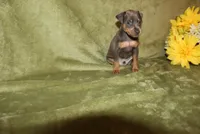 Rosco, a female Miniature Pinscher for sale in Harrisonburg, VA – 2 of 7