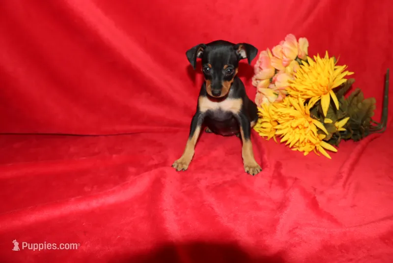 Jack – Miniature Pinscher puppy for sale in Harrisonburg, VA