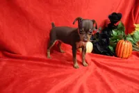 Reeses, a female Miniature Pinscher for sale in Harrisonburg, VA – 8 of 8