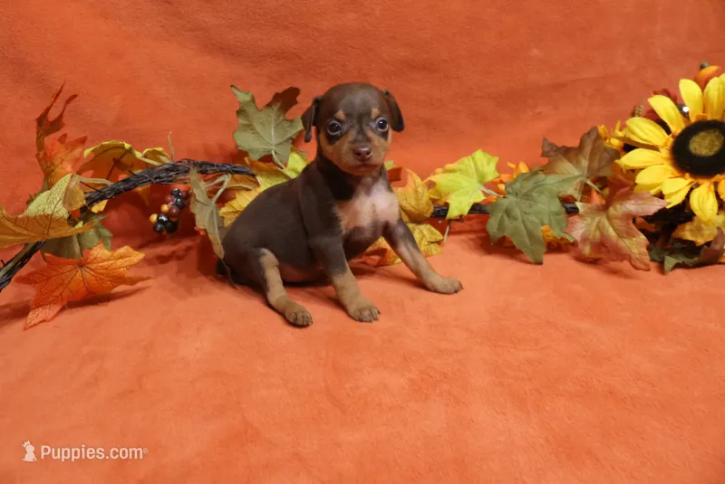 Mickey – Miniature Pinscher puppy for sale in Harrisonburg, VA