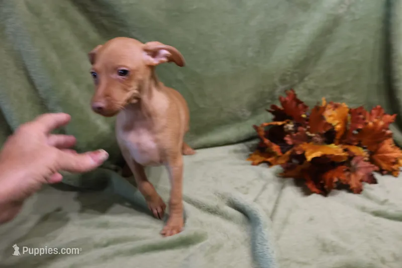 storm – Miniature Pinscher puppy for sale in Harrisonburg, VA
