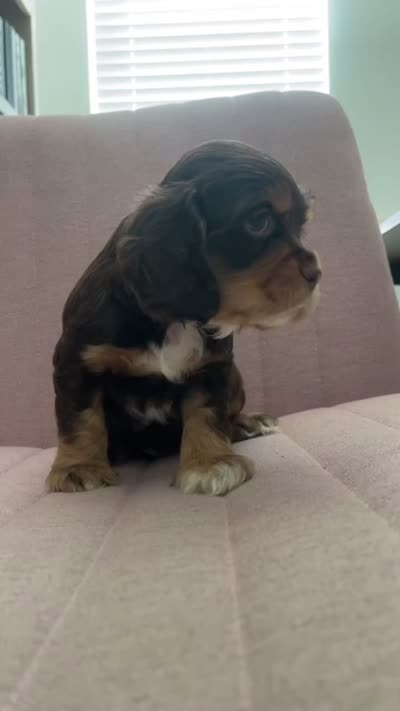 Boy - Grey, a male Cocker Spaniel for sale in Dallas, TX – 4 of 4