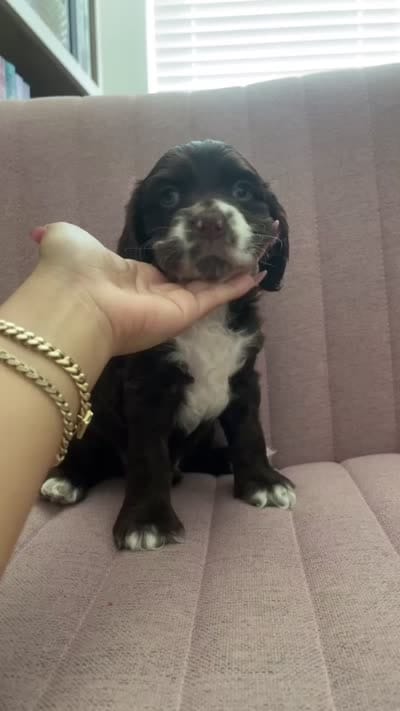 Boy - Baby blue, a male Cocker Spaniel for sale in Dallas, TX – 3 of 3