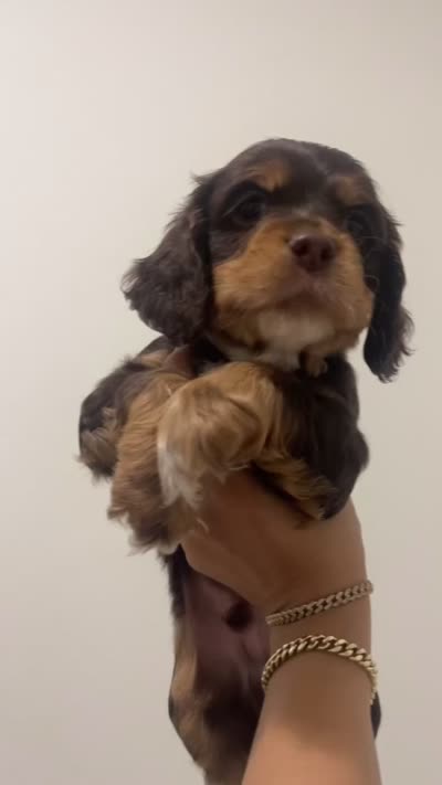 Boy - Grey, a male Cocker Spaniel for sale in Dallas, TX – 3 of 4