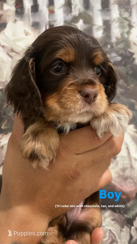 Boy - Grey – Cocker Spaniel puppy for sale in Dallas, TX