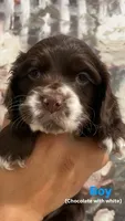 Boy - Baby blue, a male Cocker Spaniel for sale in Dallas, TX – 1 of 3