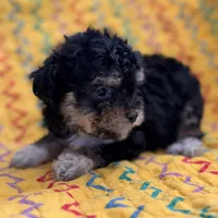Lilly, a female Poodle - Toy  for sale in Purdy, MO – 8 of 9