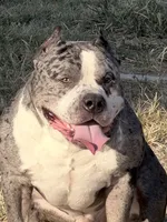 XXL Xena ABKC, a female American Bully for sale in Purdy, MO – 3 of 3