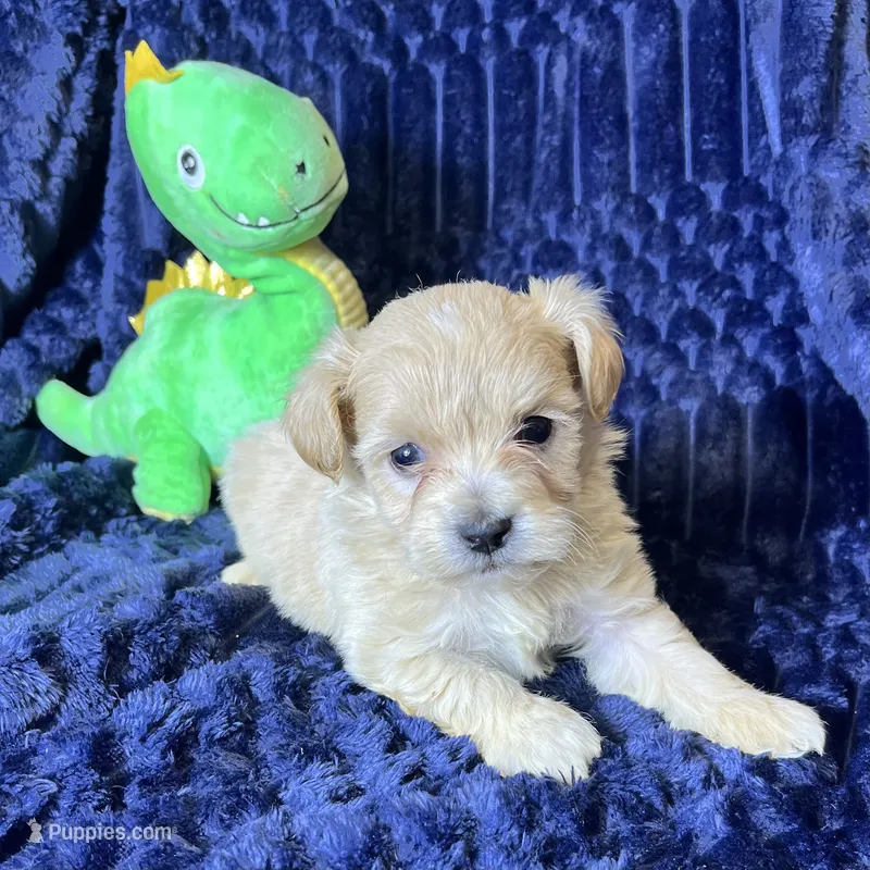 Duke – Maltipoo puppy for sale in Purdy, MO
