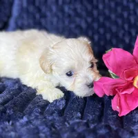 Kiki, a female Maltipoo for sale in Purdy, MO – 2 of 3