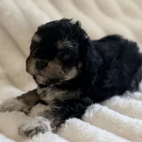 Lilly, a female Poodle - Toy  for sale in Purdy, MO – 2 of 9