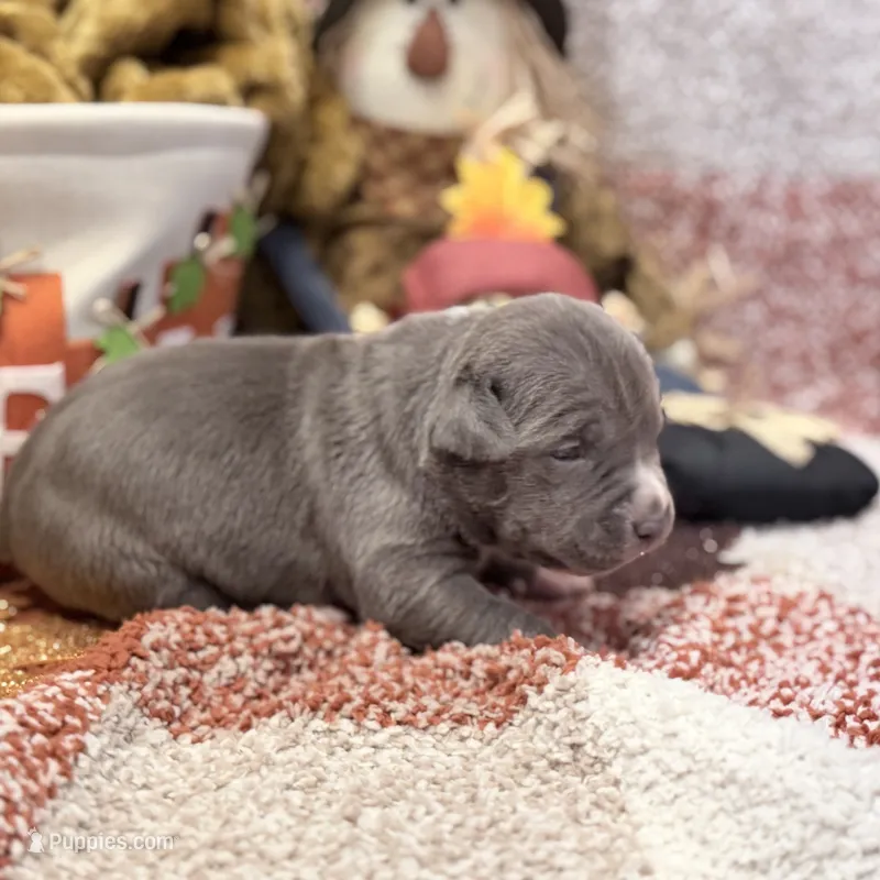 XXL Valkyrie ABKC – American Bully puppy for sale in Purdy, MO