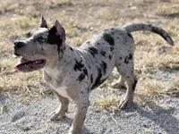 Hera XL ABKC, a female American Bully for sale in Purdy, MO – 3 of 4