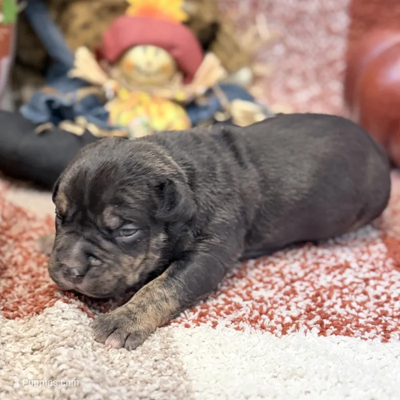 XXL Atlas ABKC – American Bully puppy for sale in Purdy, MO