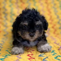 Lilly, a female Poodle - Toy  for sale in Purdy, MO – 3 of 9