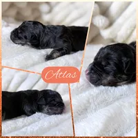 XXL Atlas ABKC, a male American Bully for sale in Purdy, MO – 1 of 3