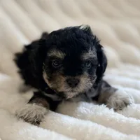 Lilly, a female Poodle - Toy  for sale in Purdy, MO – 7 of 9