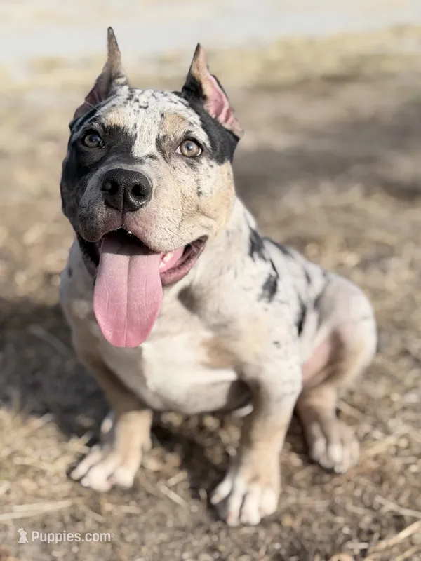 Hera XL ABKC – American Bully puppy for sale in Purdy, MO