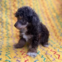 Tink, a male Poodle - Toy  for sale in Purdy, MO – 5 of 6