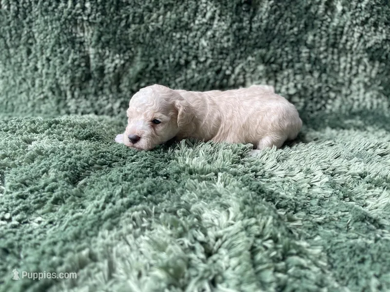 Finn – Poodle - Toy  puppy for sale in Purdy, MO