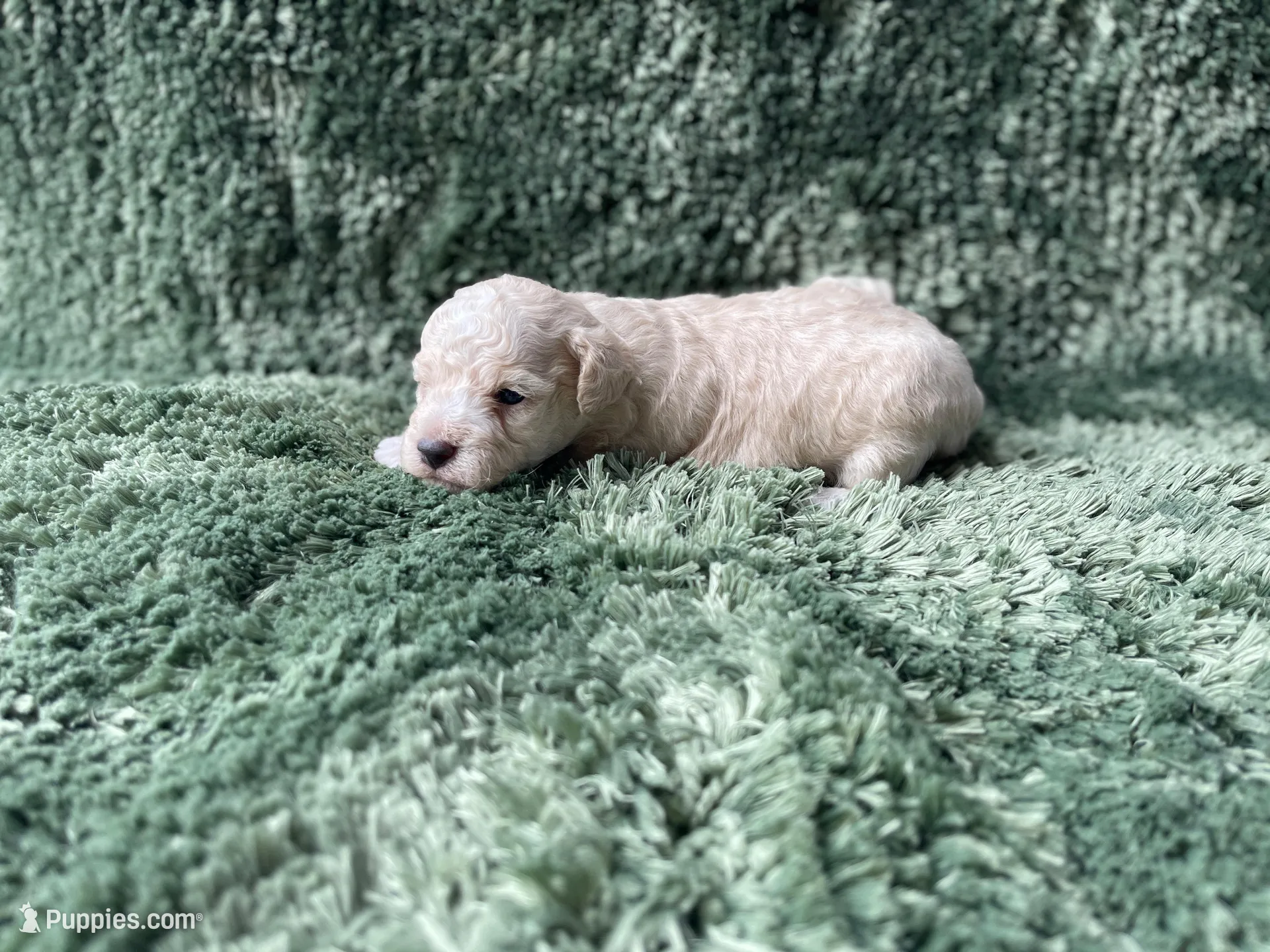 Finn, a male Poodle - Toy  for sale in Purdy, MO – Photo 1 of 6