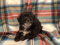 Binky-Teacup, a male Poodle - Toy  for sale in Purdy, MO – Photo 2 of 2