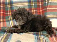 Binky-Teacup, a male Poodle - Toy  for sale in Purdy, MO – Photo 1 of 2