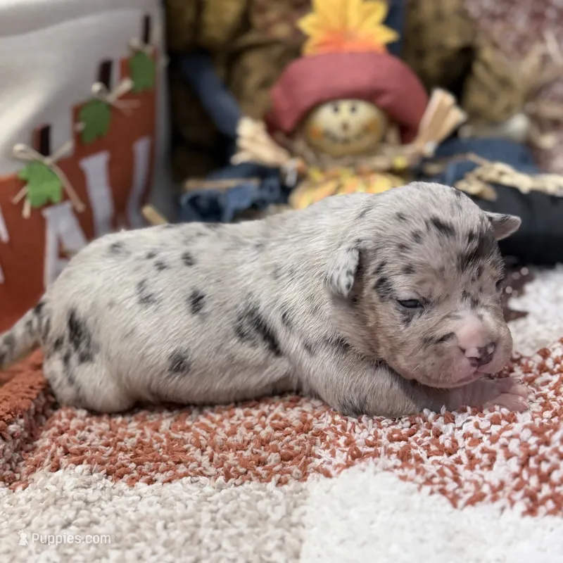 XXL Xena ABKC – American Bully puppy for sale in Purdy, MO