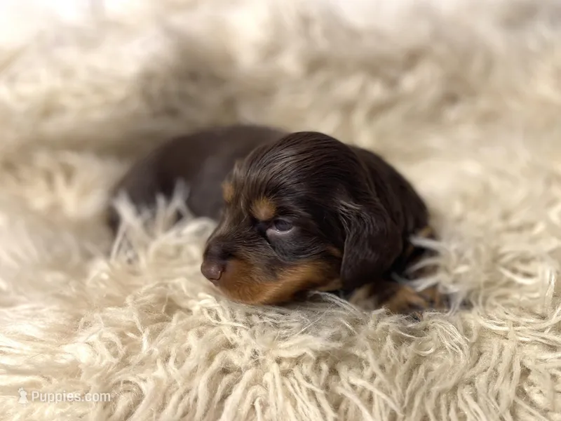 Evie – Dachshund puppy for sale in Purdy, MO