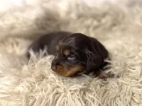 Evie, a female Dachshund for sale in Purdy, MO – Photo 1 of 4