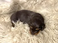 Evie, a female Dachshund for sale in Purdy, MO – Photo 3 of 4