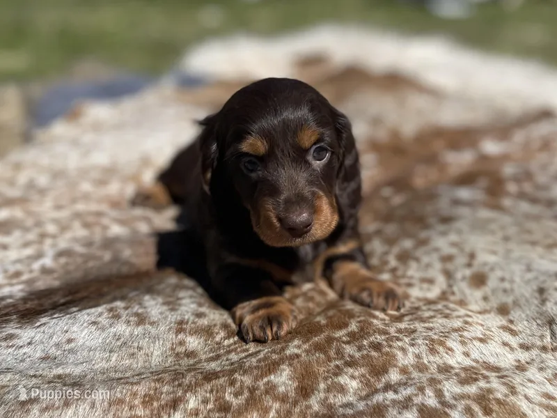 Evie – Dachshund puppy for sale in Purdy, MO