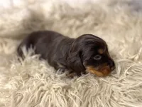 Evie, a female Dachshund for sale in Purdy, MO – Photo 4 of 4