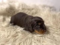 Evie, a female Dachshund for sale in Purdy, MO – Photo 2 of 4