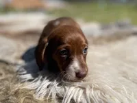STANDARD-Kiwi, a female Dachshund for sale in Purdy, MO – 2 of 7