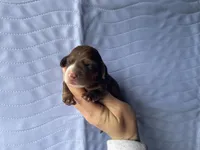 STANDARD-Kiwi, a female Dachshund for sale in Purdy, MO – Photo 2 of 3