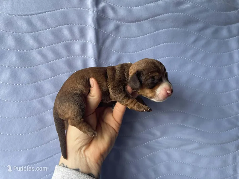 STANDARD-Kiwi – Dachshund puppy for sale in Purdy, MO