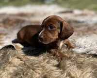 STANDARD-Kiwi, a female Dachshund for sale in Purdy, MO – 3 of 7