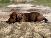 STANDARD-Kiwi, a female Dachshund for sale in Purdy, MO – 7 of 7