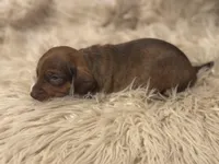 STANDARD-Kiwi, a female Dachshund for sale in Purdy, MO – Photo 2 of 6