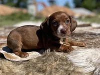 STANDARD-Kiwi, a female Dachshund for sale in Purdy, MO – 6 of 7