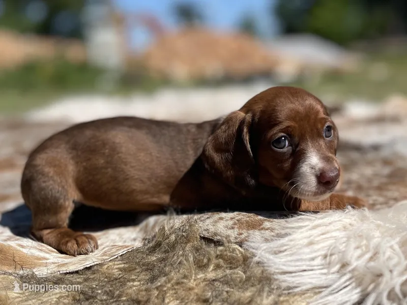 STANDARD-Kiwi – Dachshund puppy for sale in Purdy, MO