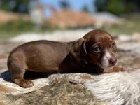 STANDARD-Kiwi, a female Dachshund for sale in Purdy, MO – 1 of 7