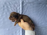 STANDARD-Kiwi, a female Dachshund for sale in Purdy, MO – Photo 3 of 3